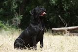 CANE CORSO 1470